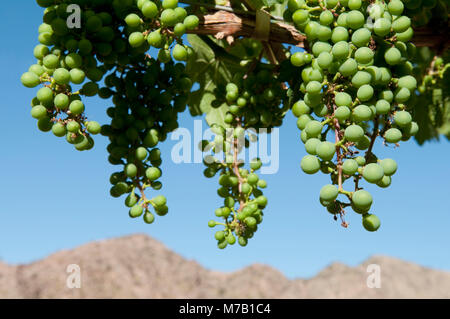 Trauben hängen von einem Weinstock, Fatima Tal, Chilecito, La Rioja Provinz, Argentinien Stockfoto