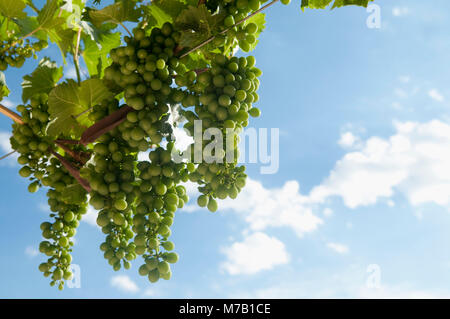 Trauben hängen von einem Weinstock, Fatima Tal, Chilecito, La Rioja Provinz, Argentinien Stockfoto