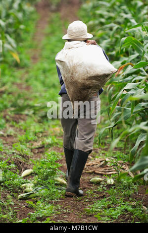 Landwirt mit einem Sack der geernteten Mais in einer Farm, Valle del Cauca, Kolumbien Stockfoto