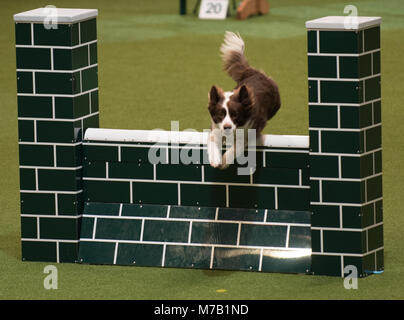 Birmingham, Großbritannien. 9 Mär, 2018. Der crufts Dog Show in Birmingham UK. agility Hunde Wettbewerb in der Main Arena in diesem Jahr auf der Crufts Dog Show Birminghams am NEC. Credit: charlie Bryan/Alamy leben Nachrichten Stockfoto