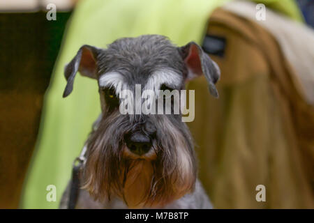 Birmingham, UK, 10. März 2018, Terrier auf der Crufts Birmingham NEC. Die jährlichen größten Hundeausstellung der Welt, in der über 22.000 Hunde für den weltberühmten Titel der Crufts Best in Show Champion konkurrieren. Es gibt auch Hunderte von Handel steht mit Alles für Hunde- Liebhaber zu durchsuchen. Wer einen Welpen kaufen können über 200 verschiedene Hunderassen an der entdecken Hund treffen. Die Show läuft noch bis zum 11. März 2018 und ist ein lustiger Familienausflug © Keith Larby/Alamy leben Nachrichten Stockfoto