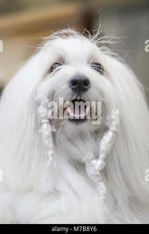 Ein Coton de Tulear, an Tag drei der Crufts, Großbritannien Stockfoto