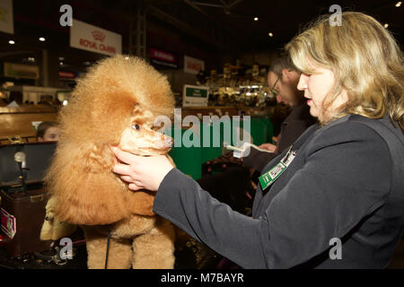 Birmingham, UK, 10. März 2018, Pudel auf der Crufts in Birmingham NEC. Die jährlichen größten Hundeausstellung der Welt, in der über 22.000 Hunde für den weltberühmten Titel der Crufts Best in Show Champion konkurrieren. Es gibt auch Hunderte von Handel steht mit Alles für Hunde- Liebhaber zu durchsuchen. Wer einen Welpen kaufen können über 200 verschiedene Hunderassen an der entdecken Hund treffen. Die Show läuft noch bis zum 11. März 2018 und ist ein lustiger Familienausflug © Keith Larby/Alamy leben Nachrichten Stockfoto