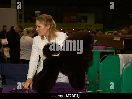 Birmingham, UK, 10. März 2018, Pudel auf der Crufts in Birmingham NEC. Die jährlichen größten Hundeausstellung der Welt, in der über 22.000 Hunde für den weltberühmten Titel der Crufts Best in Show Champion konkurrieren. Es gibt auch Hunderte von Handel steht mit Alles für Hunde- Liebhaber zu durchsuchen. Wer einen Welpen kaufen können über 200 verschiedene Hunderassen an der entdecken Hund treffen. Die Show läuft noch bis zum 11. März 2018 und ist ein lustiger Familienausflug © Keith Larby/Alamy leben Nachrichten Stockfoto