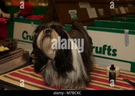 Birmingham, UK, 10. März 2018, Tibet Terrier auf der Crufts vom Kennel Club in Birmingham NEC präsentiert. Die jährlichen größten Hundeausstellung der Welt, in der über 22.000 Hunde für den weltberühmten Titel der Crufts Best in Show Champion konkurrieren. Es gibt auch Hunderte von Handel steht mit Alles für Hunde- Liebhaber zu durchsuchen. Wer einen Welpen kaufen können über 200 verschiedene Hunderassen an der entdecken Hund treffen. Die Show läuft noch bis zum 11. März 2018 und ist ein lustiger Familienausflug © Keith Larby/Alamy leben Nachrichten Stockfoto