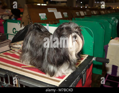 Birmingham, UK, 10. März 2018, Tibet Terrier auf der Crufts vom Kennel Club in Birmingham NEC präsentiert. Die jährlichen größten Hundeausstellung der Welt, in der über 22.000 Hunde für den weltberühmten Titel der Crufts Best in Show Champion konkurrieren. Es gibt auch Hunderte von Handel steht mit Alles für Hunde- Liebhaber zu durchsuchen. Wer einen Welpen kaufen können über 200 verschiedene Hunderassen an der entdecken Hund treffen. Die Show läuft noch bis zum 11. März 2018 und ist ein lustiger Familienausflug © Keith Larby/Alamy leben Nachrichten Stockfoto