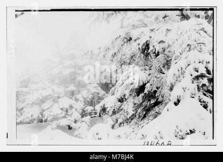Ein Foto von Zedern in einem verschneiten Zedernhain mit nebeliger Atmosphäre. Dies fängt die natürliche Schönheit und die ruhige Landschaft in einer Winterumgebung ein. Stockfoto