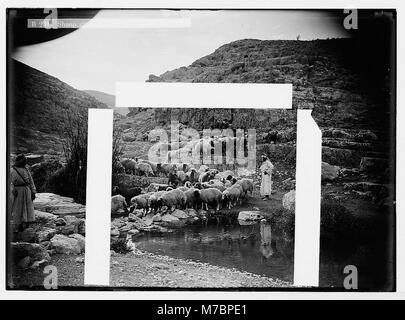 Dieses Bild zeigt Schafe, die den Fluss Ain Farah überqueren und das ländliche Leben und die Tierhaltung einfangen. Das Foto zeigt verschiedene Charaktere in traditionellen Trachten, die kulturelle Bräuche und das landwirtschaftliche Leben in der Region zeigen. Stockfoto