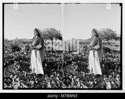 Ein Bauer Mädchen, dass eine Traube, (Ain Yabrud Taibye), in der Nähe von LOC 04196 matpc. Stockfoto