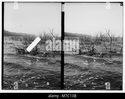 Um das Tote Meer. Versunkenen Wald in der Nähe von Jebel Usdum LOC matpc.01770 Stockfoto