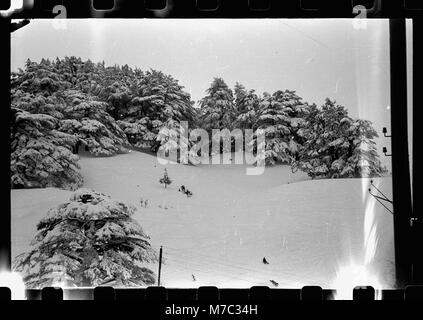 Eine nebelige Szene in einem schneebedeckten Zedernhain, die die heiteren und ätherischen Qualitäten der Winterlandschaft veranschaulicht. Das Bild fängt die ruhige Schönheit der Natur in einem verschneiten Wald ein. Stockfoto