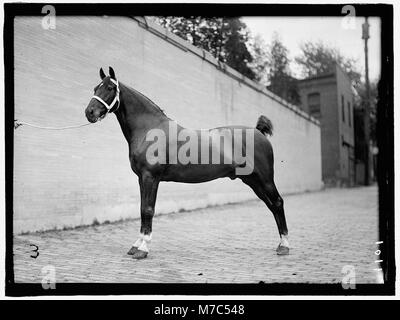 Eine Ausstellung von McLean Pferden auf einer Pferdeshow, die das Können und Training dieser Tiere bei Reitveranstaltungen zeigt, eine Tradition amerikanischer Wettkämpfe. Stockfoto