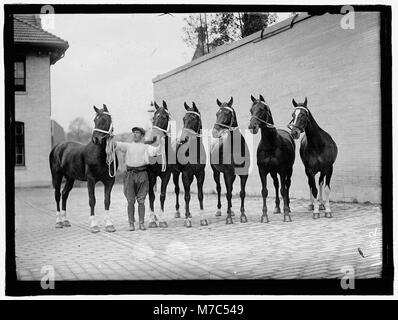 Eine Szene aus einer Pferdeshow mit McLean Pferden, die Reitkunst und Reitkunst demonstrieren. Das Bild fängt die dynamische Action und den Wettkampf der Pferdeshows des frühen 20. Jahrhunderts ein. Stockfoto