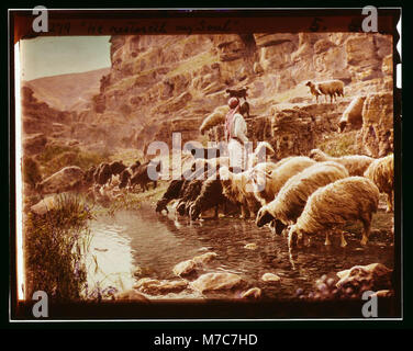 Satz von dreizehn wählen Sie Folien von Hirten leben, die die Xxiii. Psalm. "Er erquicket meine Seele' LOC 14917 matpc. Stockfoto