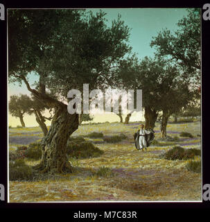 Bäume und Sträucher. Alte Ölbäume (Olea europaea L. LOC matpc. 14965 Stockfoto