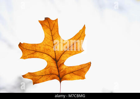 Nahaufnahme von einem Ahornblatt Stockfoto