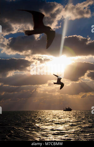 Zwei Vögel fliegen über dem Meer bei Sonnenuntergang, Key West, Florida, USA Stockfoto