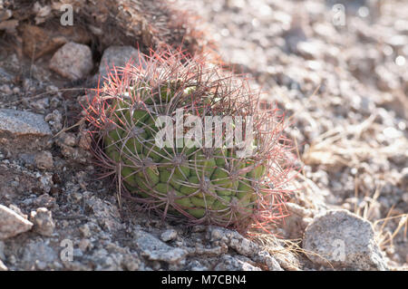 Dornen der Cardon Kaktus (Pachycereus pringlei), La Rioja Provinz, Argentinien Stockfoto