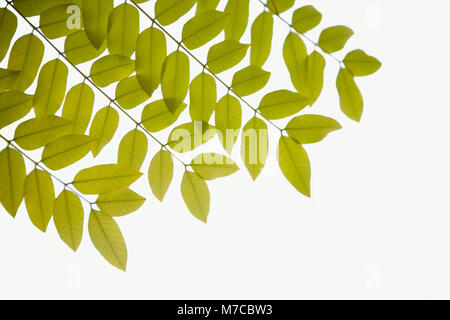 Nahaufnahme von grünen Blättern Stockfoto