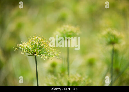 Nahaufnahme der Cyperus papyrus Blumen Stockfoto