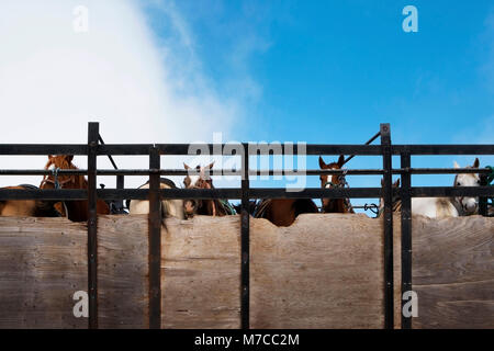 Pferde in einer stabilen, Haleakala National Park, Maui, Hawaii, USA Stockfoto