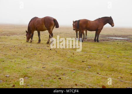 Pferde in einer Ranch Stockfoto