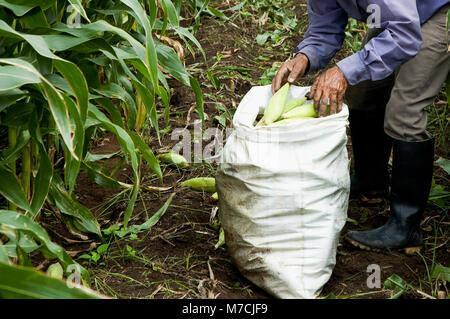 Bauer befüllen Hühneraugen in einen Sack, Valle del Cauca, Kolumbien Stockfoto