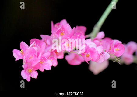 Polygonaceae oder Coral Weinstock, schöne rosa mexikanischen Kriechgang Flower auf schwarzem Hintergrund Stockfoto