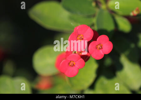 Dornenkrone, pink POI sian Blumen im Garten Stockfoto