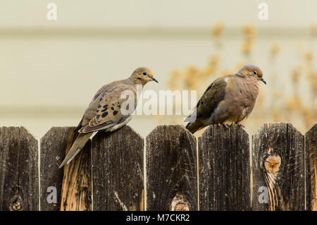 Ein paar der Trauer Tauben thront auf einem Zaun Stockfoto