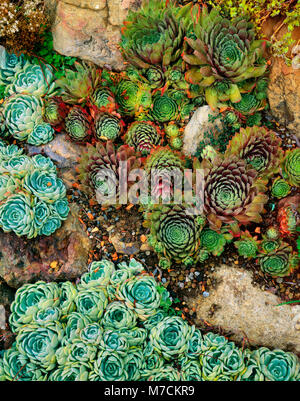 Hühner und Küken, Sempervivum Tectorum, Farn Schlucht, Mill Valley, Kalifornien Stockfoto