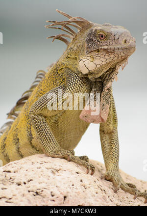 Wild Iguana auf der Insel Cuacao Stockfoto