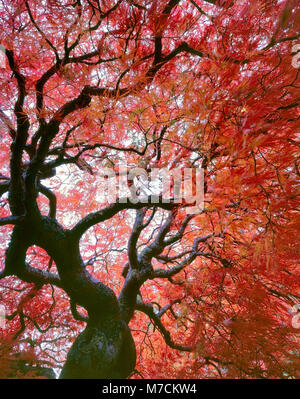 Japanischer Ahorn, Acer palmatum, Laceleaf, Farn Schlucht Garten, Mill Valley, Kalifornien Stockfoto