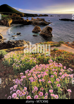 Seaside Gänseblümchen, Erigeron glaucus, Garrapata State Park, Big Sur, Monterey County, Kalifornien Stockfoto
