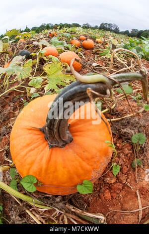 Vertikale Fischaugenobjektiv Blick auf Kürbisse wachsen auf der Rebe in der Georgia Pumpkin Patch. Stockfoto