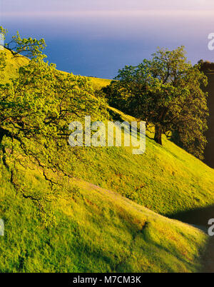 Küste Live Oak, Los Padres National Forest, Big Sur, Monterey County, Kalifornien Stockfoto