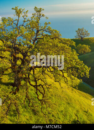 Küste leben, Eichen, Los Padres National Forest, Big Sur, Monterey County, Kalifornien Stockfoto