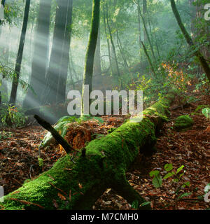 Heben Nebel, Muir Woods National Monument, Marin County, Kalifornien Stockfoto