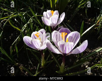 Crocus. Frühling Krokusse auf Sonnenlicht (Kunst Licht). Einzigartige Farbe der Feder Crocus Blume im Garten. Kein POST-Prozess. Minzuhar. Kunst Tageslicht crocus. Stockfoto