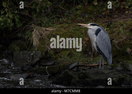 Graureiher Ardea cinerea, stehend auf der Suche nach Nahrung durch einen Wasserfall auf dem Fluss lossie in Elgin Moray, Schottland Stockfoto