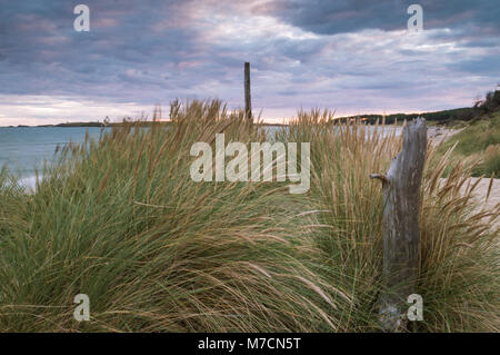 Sonnenuntergang, Sanddünen und tote Bäume mit Twr Mawr und Llanddwyn Island in der Ferne. Auf Ynys Llanddwyn auf Anglesey, Nordwales. Stockfoto
