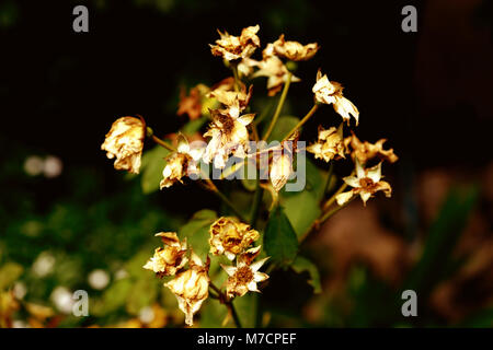 Jasmin von Weiß bis Braun, verdorrte Stockfoto