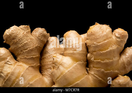 Frische Ingwerwurzel - Zingiber officinale, gekauft von einem Supermarkt und fotografiert auf einem schwarzen Hintergrund. England UK GB Stockfoto