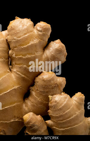 Frische Ingwerwurzel - Zingiber officinale, gekauft von einem Supermarkt und fotografiert auf einem schwarzen Hintergrund. England UK GB Stockfoto