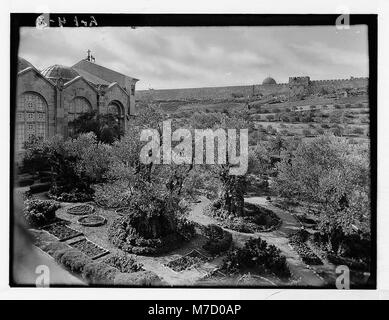 Dieses Foto des Gartens Gethsemane in Jerusalem zeigt die Innenanlage mit Blick auf das Goldene Tor, ein bedeutender Ort in der christlichen und jüdischen Geschichte. Stockfoto