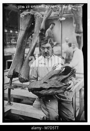 Leiter der Carnegie Diplodocus, Paris Museum LCCN 2014681900 Stockfoto