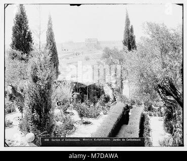 Dieses Bild zeigt das Innere des Gartens Gethsemane in Jerusalem, auch bekannt als El-Kouds, eine bedeutende religiöse Stätte. Es fängt wahrscheinlich die Atmosphäre dieses historischen und spirituellen Ortes ein. Stockfoto
