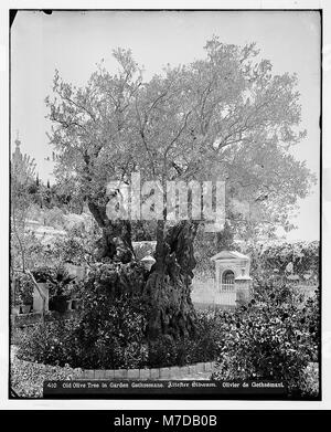 Dieses Foto zeigt einen alten Olivenbaum im Garten Gethsemane in Jerusalem. Der Baum steht als Symbol für die historische und religiöse Bedeutung der Stätte. Stockfoto