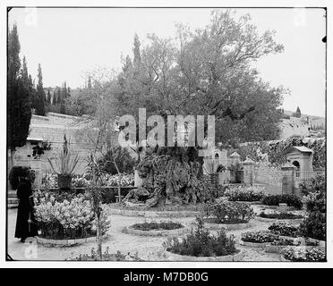 Dieses Foto zeigt einen alten Olivenbaum im Garten Getsemani, Jerusalem, in der Nähe der Stelle, an der Jesus vor seiner Verhaftung betete. Der Baum ist ein historisches Symbol und eine Erinnerung an die religiöse Bedeutung der Region. Stockfoto