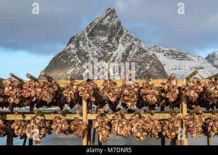 Reine, Lofoten, Norwegen, Europa Stockfoto